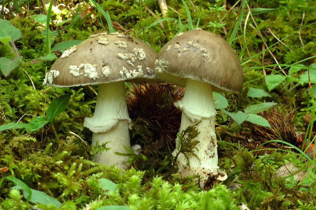 Amanita spissa?